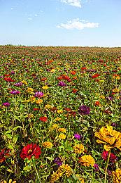 三款模拟经营开罗新游在Steam正式发售 首发购买享折扣